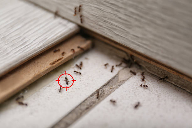 Best Wildlife Control Services  in Thomson, GA