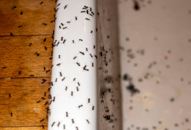 Best Residential Pest Control  in Thomson, GA