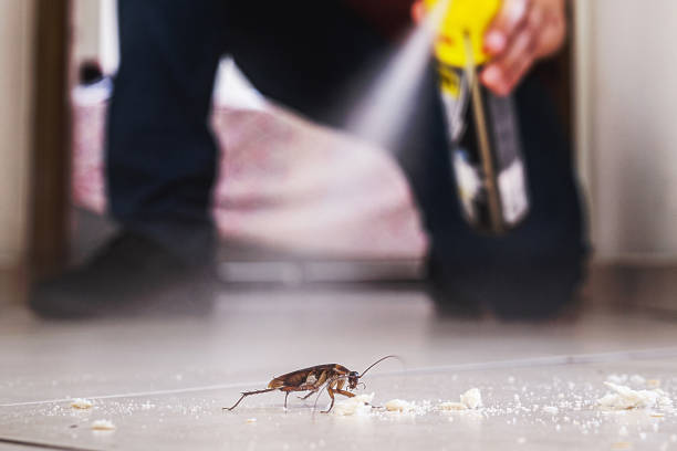 Best Wasp Removal Services  in Thomson, GA