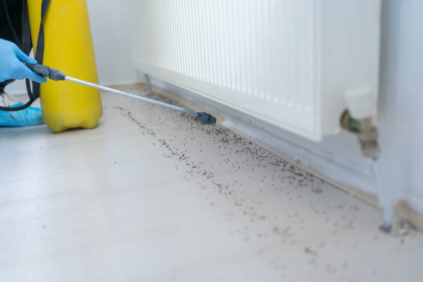 Best Flea Control Services  in Thomson, GA